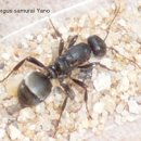 개미통신 이미지