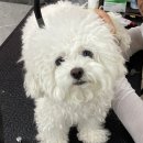 세종애견미용 | 세종애견미용학원 애견미용자격증 준비과정