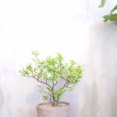 사파동397 이미지