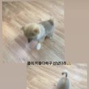 헬로멍멍 네이버블로그