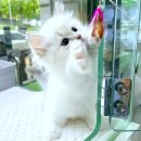 캣앤캣 고양이 병원 티스토리