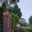 보성 윤제림 수국 명소 후기｜비 오는 날 더 예쁜 전남 숲길 산책 코스