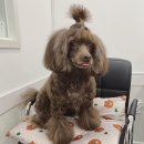쁘띠꼬미