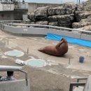 윗몸일으키기하는 바다코끼리 이미지