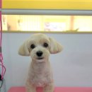 브리앙뜨몽 이미지