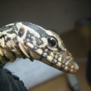 돼지세끼 이미지