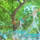 로즈마리 스머지스틱 만들기 이미지