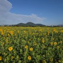 해바라기 하나 이미지