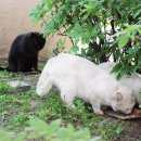 꺼멍머리 이미지