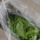 농라 스타팜스 유럽상추 1kg 후기