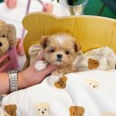 해피애견타운강아지분양서울본점 말티푸 미니비숑프리제 포메 이미지