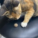 그루밍 루니 이미지