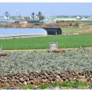 동일리 지석묘 4호 이미지