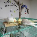 앵무세상 이미지