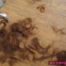 멍살롱 이미지