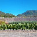 송원민박 이미지