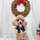 메리몰펫샵(사직점) 이미지