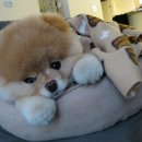 부BOO