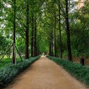 우로지 자연숲 공원(메타세쿼이아길) 이미지