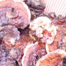 장수버섯 이미지