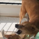 (주)레스