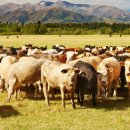 조은한우농장 이미지