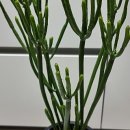 녹산농원 이미지