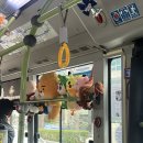 삼익비치아파트 | 🈷️3월 부산 (41번버스,문화양곱창,드론쇼,광안리회센터,삼익비치 벚꽃 후기)