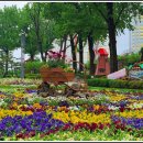 보강천 미루나무숲 이미지