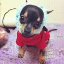 쪼꼬헤어