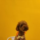 카페 꼬미꼬미 이미지