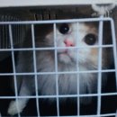 엉클스캣 | 대전 고양이 미용 : 엉클스캣 리얼 후기! (고양이 무마취미용 전문)