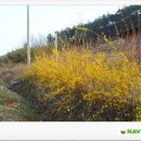 개나리꽃농원 이미지