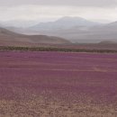 한겨울 칠레 사막에 꽃 활짝 이미지