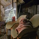 지호로2 | [애견동반 글램핑장] 지호랑 겨울글램핑 다녀온 후기🐶 애견동반 가능한 평창 뇌운계곡 글램핑