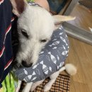 자인동물병원 이미지