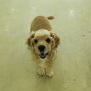 더도그맨션 이미지