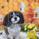 초코네 애견샵 이미지