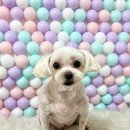 이쁘개귀엽개 이미지