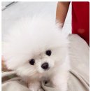 퍼피슈가 이미지