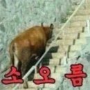 사랑정육식당