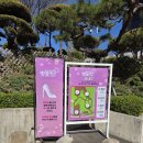 노산동 공영주차장 및 커뮤니티센터 | [인천 벚꽃 명소] SK인천석유화학 벚꽃동산 2026 오픈런 실시간 후기 및 주차 꿀팁!