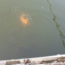 양석낚시터 이미지