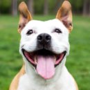 강아지야 이미지