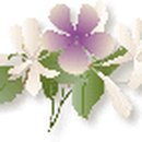 코스모스A경로당 Daum카페