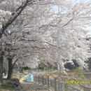 [삶의 이야기] 경남 합천땜의 벚꽃둘레길 [1] 이미지