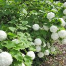 장수목가든 이미지