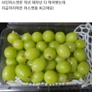 구가네농원