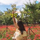 불갑사관광지 안내소 | 9월에 필수여행코스 붉은 꽃무릇 군락을 즐길 수 있는 가을여행지 영광 불갑사 &amp; 상사화축제