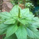 이소농장 이미지